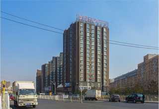 河北千屈菜花种厂家